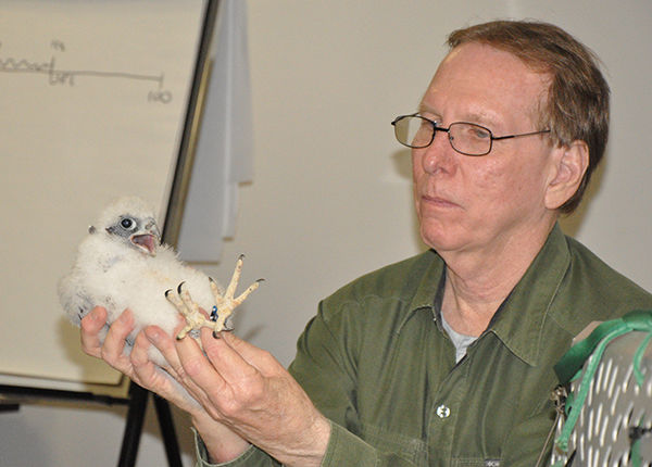 Falcon banding